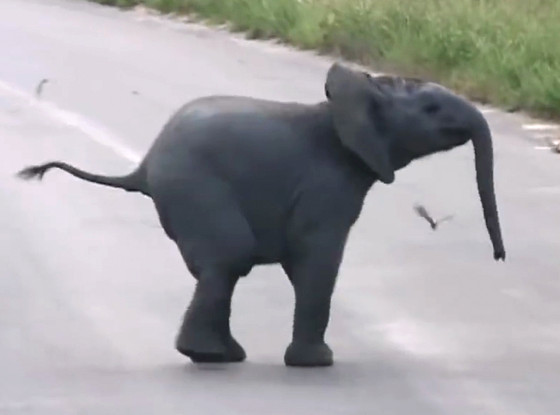 Elephant Elephant